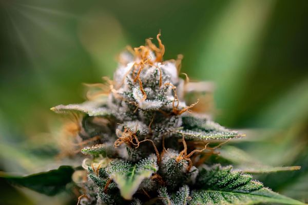 Top 5 fleurs CBD pour une détente maximale et anti-stress