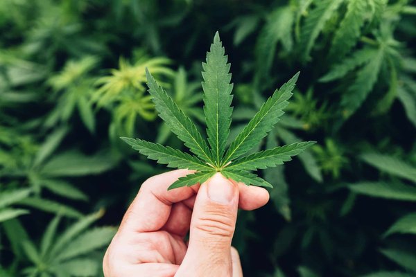 Dépistage du cannabis : combien de temps après consommation ?